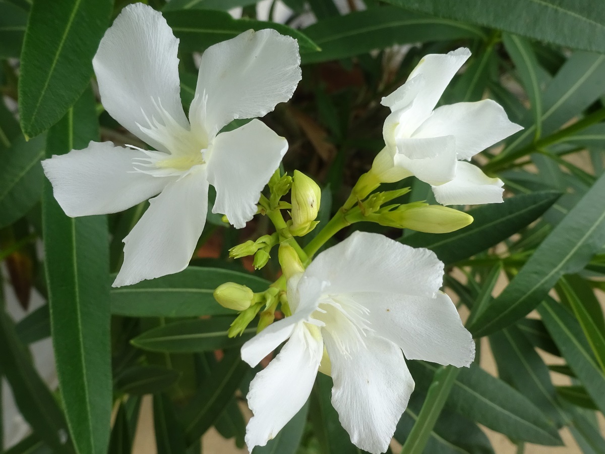 Nerium oleander (Apocynaceae)